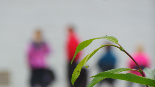 seansizivinafestivale